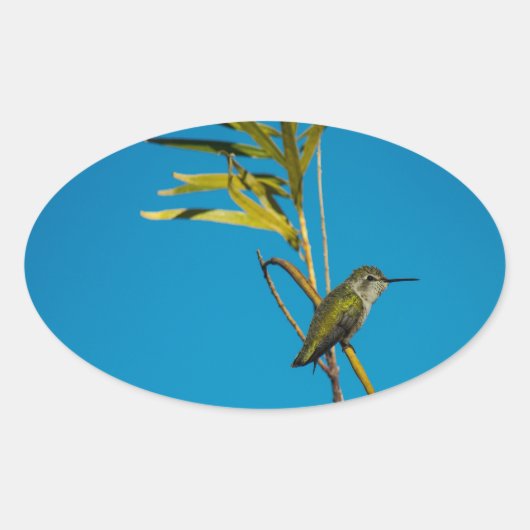 Sticker Ovale Colibri à gorge rubis sur arbre (Devant)