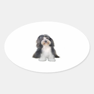 Sticker Ovale Colley barbu (D) - Ardoise et blanc