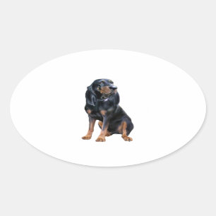 Sticker Ovale Coonhound américain noir et feu
