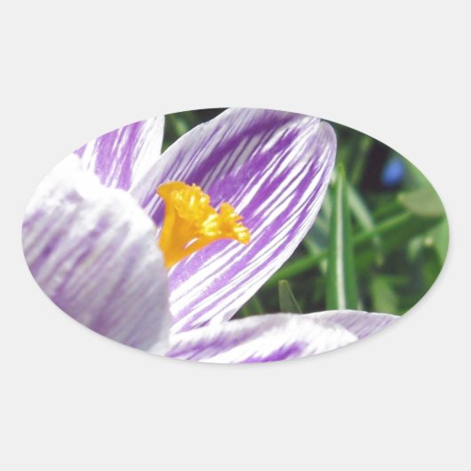 Sticker Ovale Crocus de printemps violet (Devant)