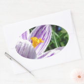 Sticker Ovale Crocus de printemps violet (Enveloppe)