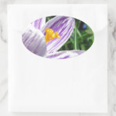 Sticker Ovale Crocus de printemps violet (Sac)