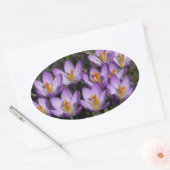 Sticker Ovale Crocus violets ensoleillés (Enveloppe)