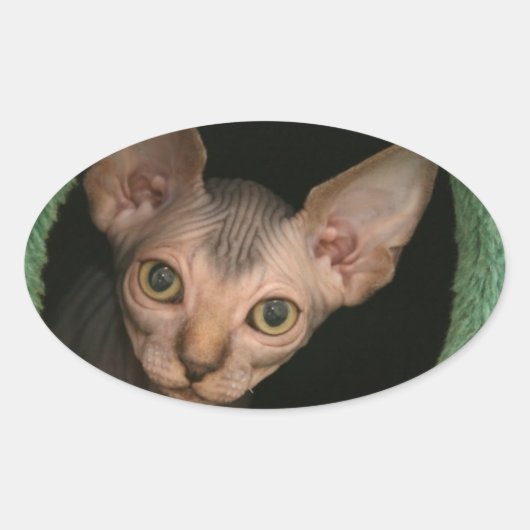 Sticker Ovale Cute sphynx chaton (Devant)