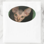 Sticker Ovale Cute sphynx chaton (Sac)