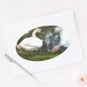 Sticker Ovale Cygne et cygnet (Enveloppe)