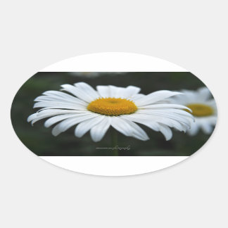 Sticker Ovale Daisy - Face vers le haut