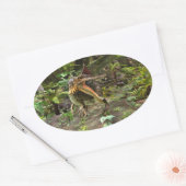 Sticker Ovale Dinosaure Spinosaurus (Enveloppe)