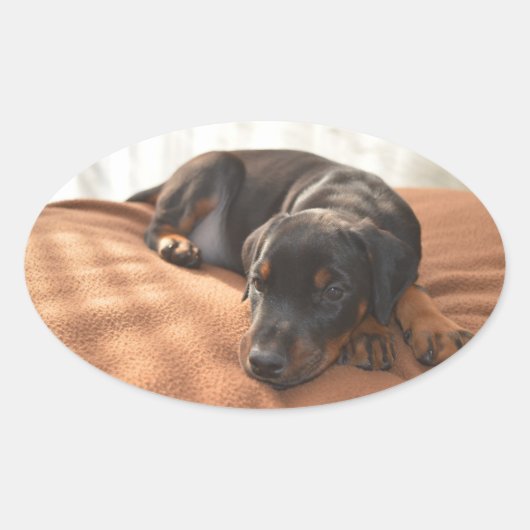 Sticker Ovale doberman-pinscher-chiot (Devant)