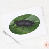 Sticker Ovale Dorcus parallelipipedus, le moindre dendroctone du (Enveloppe)