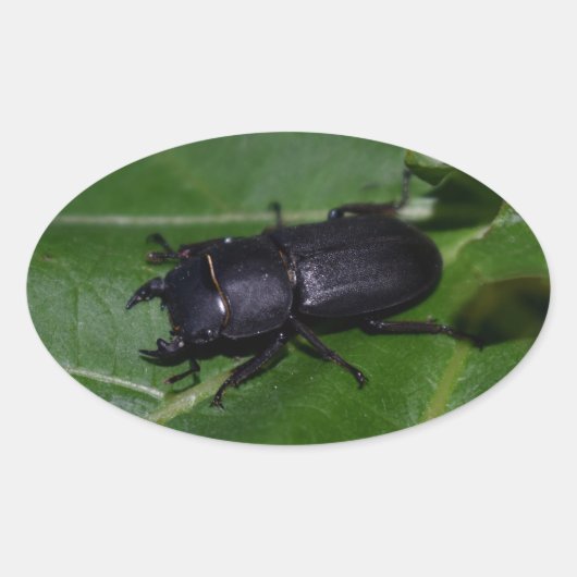 Sticker Ovale Dorcus parallelipipedus, le moindre dendroctone du (Devant)