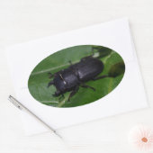 Sticker Ovale Dorcus parallelipipedus, le moindre dendroctone du (Enveloppe)