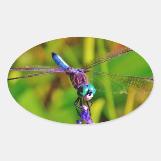 Sticker Ovale Dragonfly (Devant)
