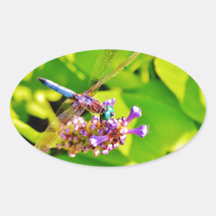 Sticker Ovale Dragonfly de couleur arc-en-ciel sur une fleur ros