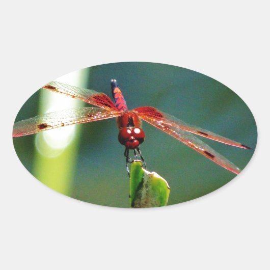 Sticker Ovale Dragonfly frontale rouge et noire (Devant)