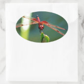Sticker Ovale Dragonfly frontale rouge et noire (Sac)
