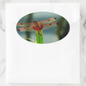 Sticker Ovale Dragonfly rouge et noire tachetée (Sac)