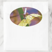 Sticker Ovale Dragonfly sur la feuille de pluie (Sac)