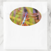 Sticker Ovale Dragonfly turquoise sur le carex (Sac)