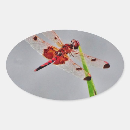 STICKER OVALE DSC00029.JPG (Devant)