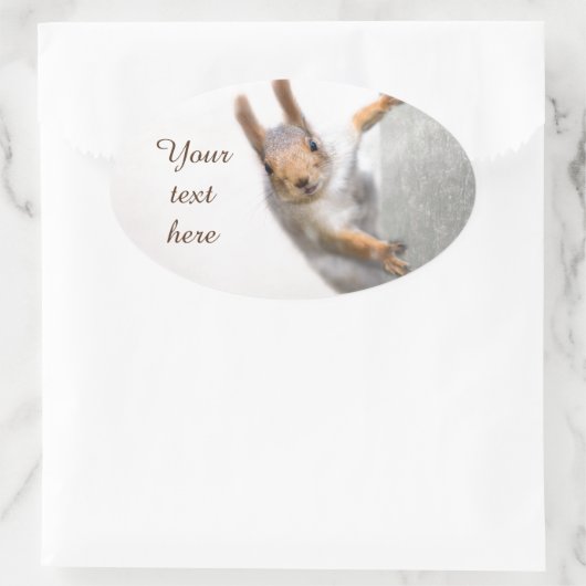 Sticker Ovale Écureuil curieux (Sac)