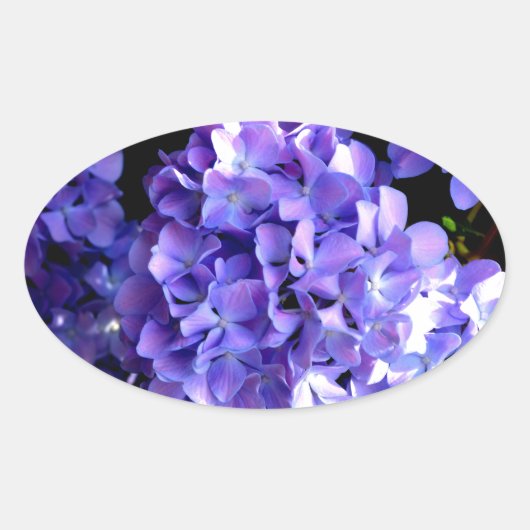 Sticker Ovale Elégante hydrangée violette fleurie bleu pourpre (Devant)