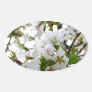 Sticker Ovale Elégante photo de fleurs florales blanches