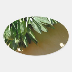 Sticker Ovale Élégante plante verte feuille herbes fraîches coup