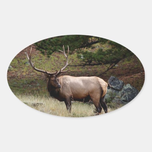 Sticker Ovale Elk dans le désert (Devant)