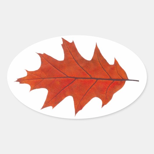 Sticker Ovale feuille d'automne de chêne rouge (Devant)