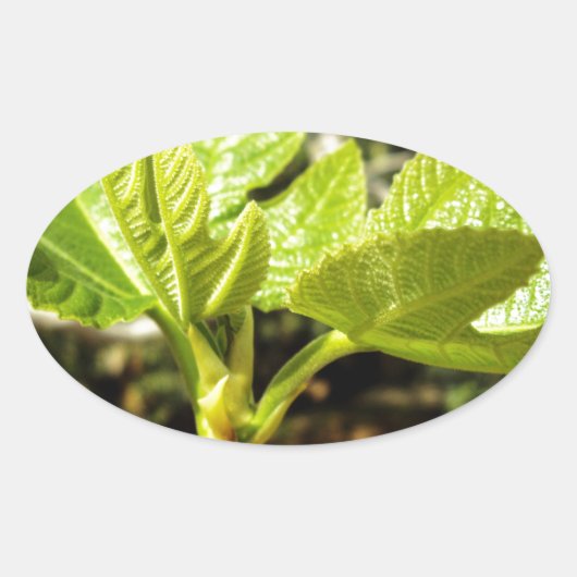 Sticker Ovale Feuilles de figues (Devant)
