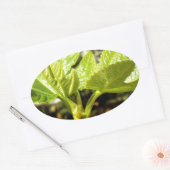 Sticker Ovale Feuilles de figues (Enveloppe)