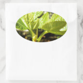 Sticker Ovale Feuilles de figues (Sac)