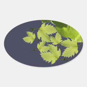 Sticker Ovale Feuilles Vertes de Vigne de Raisin