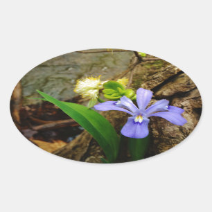 Sticker Ovale Fleur blanche pourpre bleu Iris