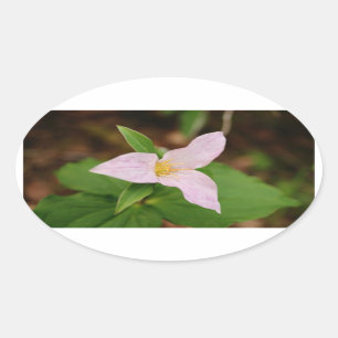 Sticker Ovale Fleur de Trillium