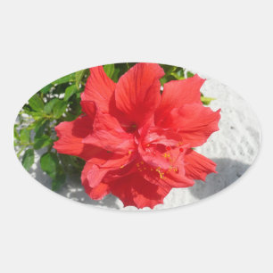 Sticker Ovale Fleur double hibiscus rouge