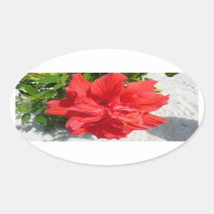 Sticker Ovale Fleur double hibiscus rouge