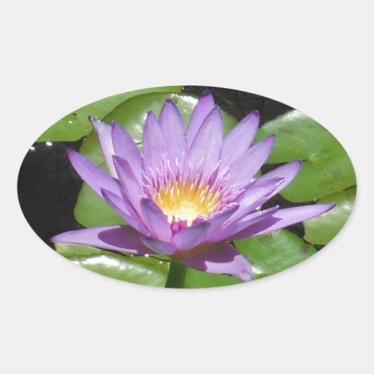 Sticker Ovale Fleur Hawaii Lotus (Devant)