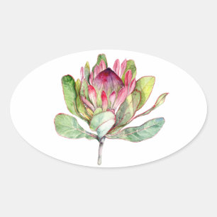 Sticker Ovale Fleur Protea