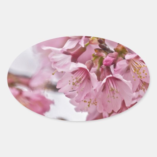 Sticker Ovale Fleurs de cerisier Sakura rose pâle (Devant)