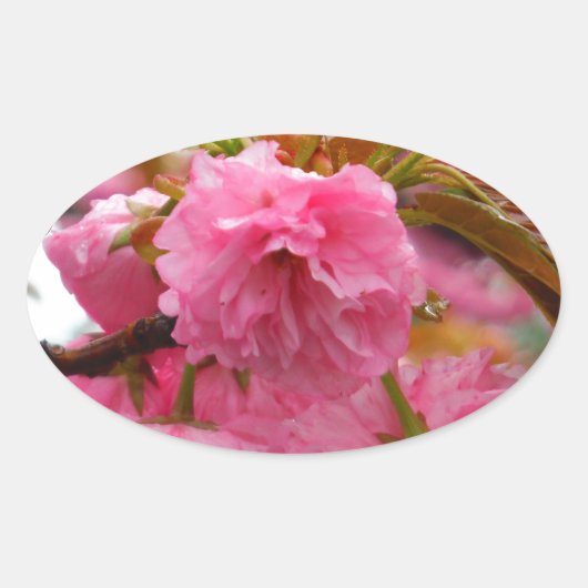 Sticker Ovale Fleurs de fleurs de cerisier rose chaud (Devant)