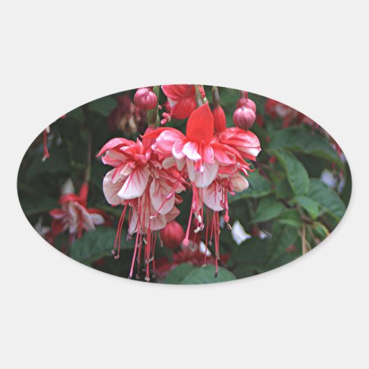 Sticker Ovale Fleurs fuchsia rouge & blanc en fleurs dans le jar (Devant)