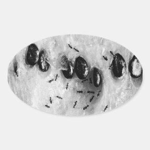 Sticker Ovale fourmis surfant