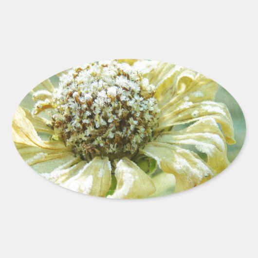 Sticker Ovale Frosty Zinna (Devant)