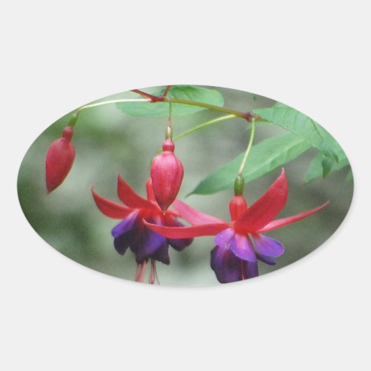 Sticker Ovale Fuschia1A.jpg (Devant)