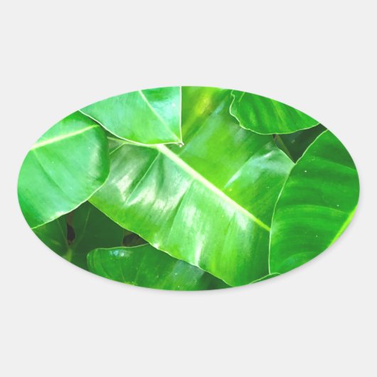 Sticker Ovale Green feuille Palm Leaf feuillage tropical jungle (Devant)