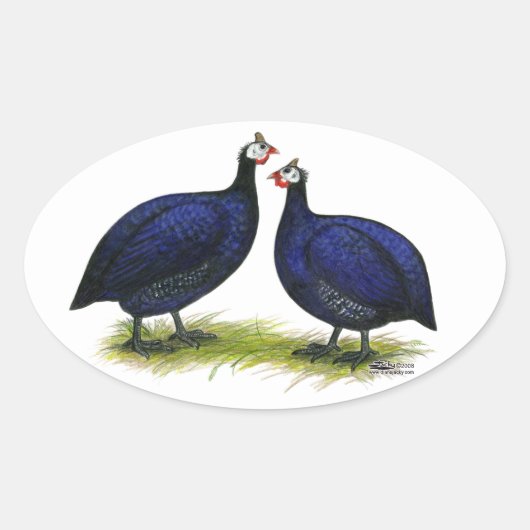 Sticker Ovale Guineas Royal Purple Pair (Devant)