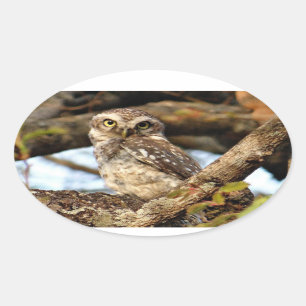 Sticker Ovale Hibou d'emboîtement