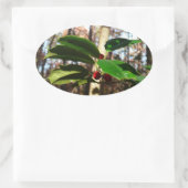 Sticker Ovale Holly Leaves (Sac)